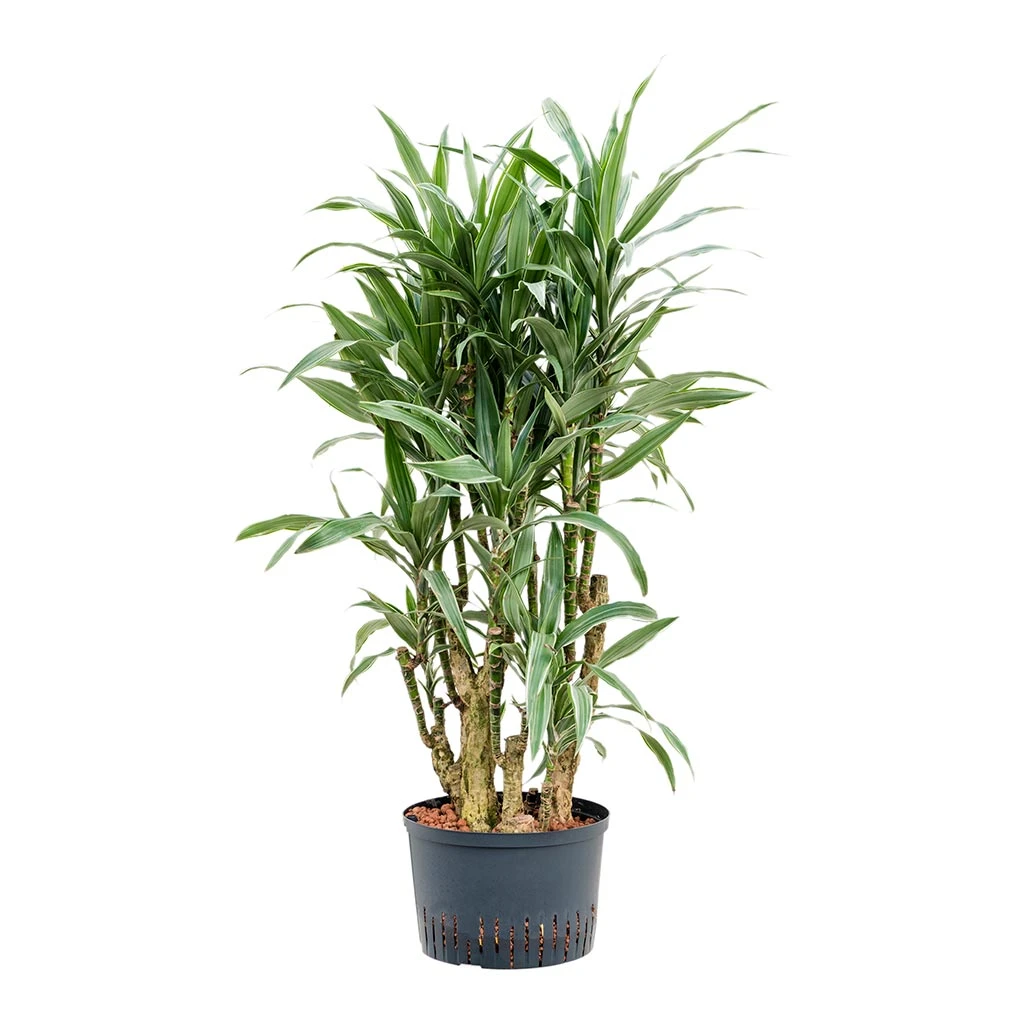 Dracaena Warneckii - Branched - HydroCare - Image 3