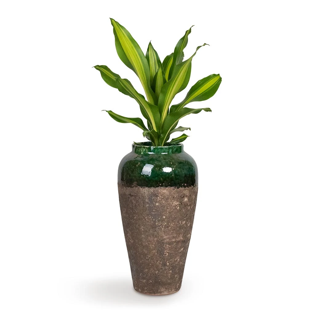 Lindy Bottle Plant Vase - Black Green - Image 3