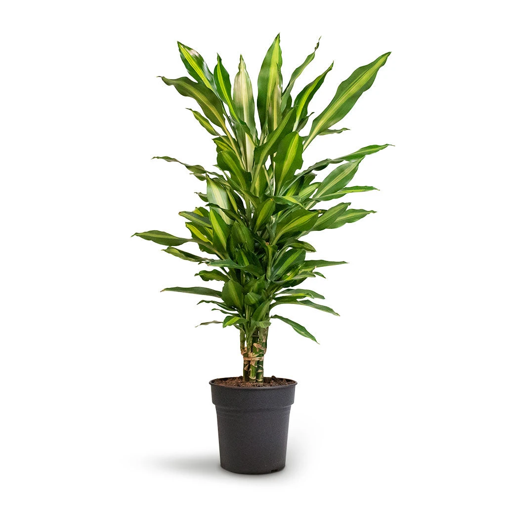 Dracaena Fragrans Cintho - Branched - Image 3