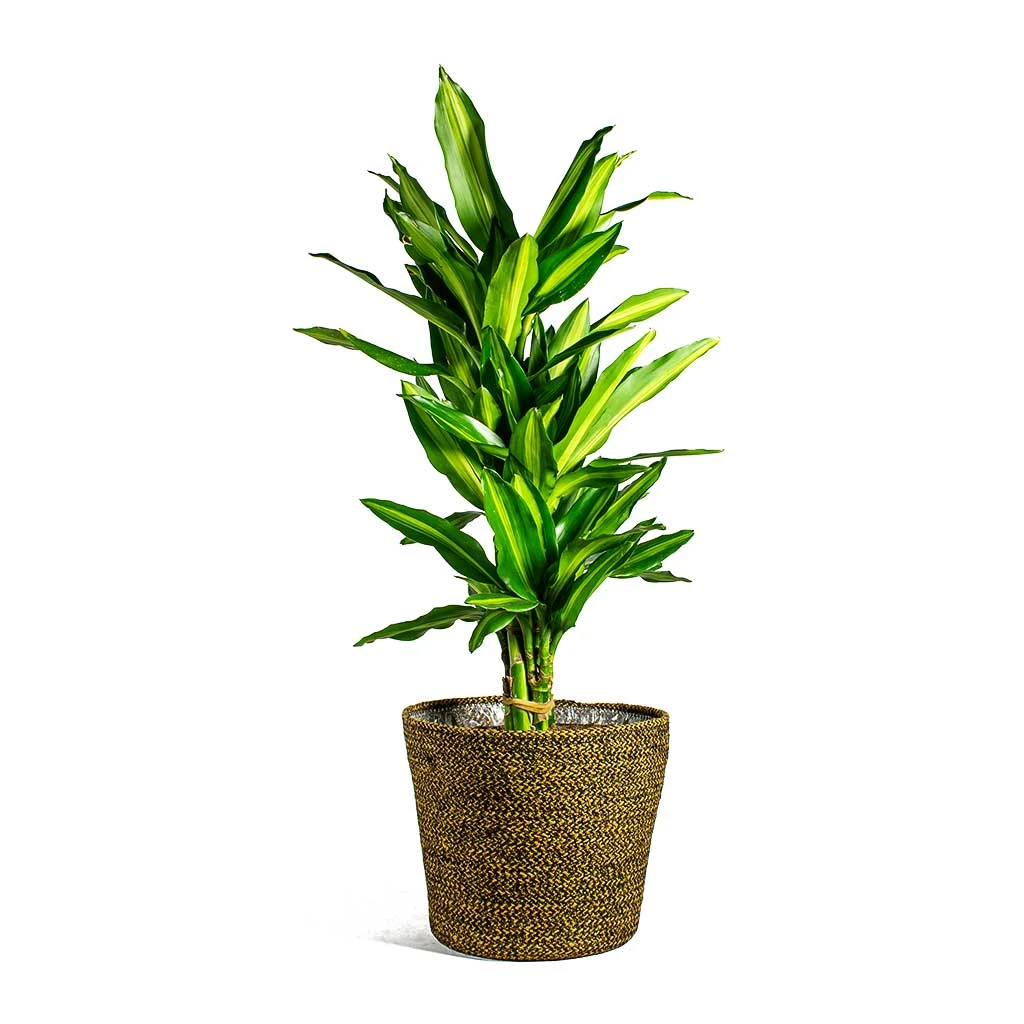 Dracaena Fragrans Cintho - Branched - Image 7