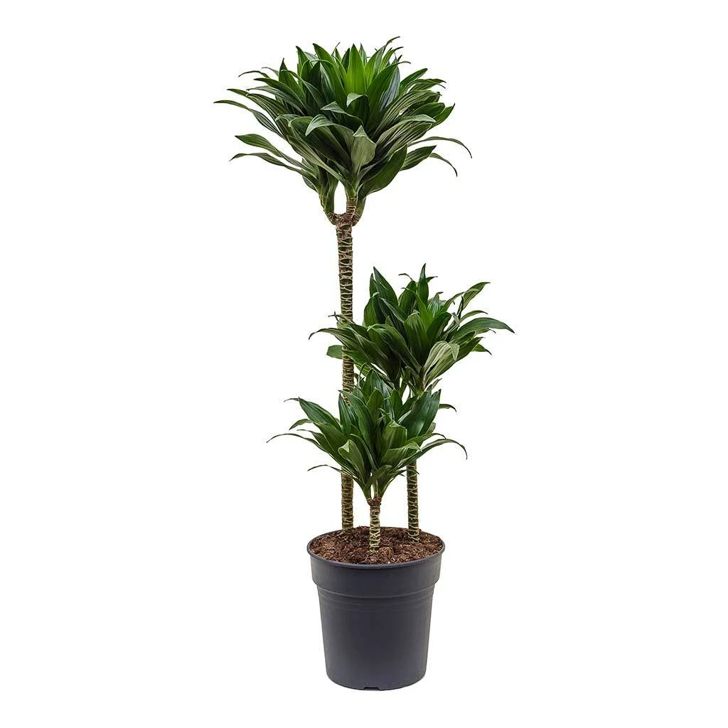 Dracaena Fragrans Compacta - Multi Stem - Image 5