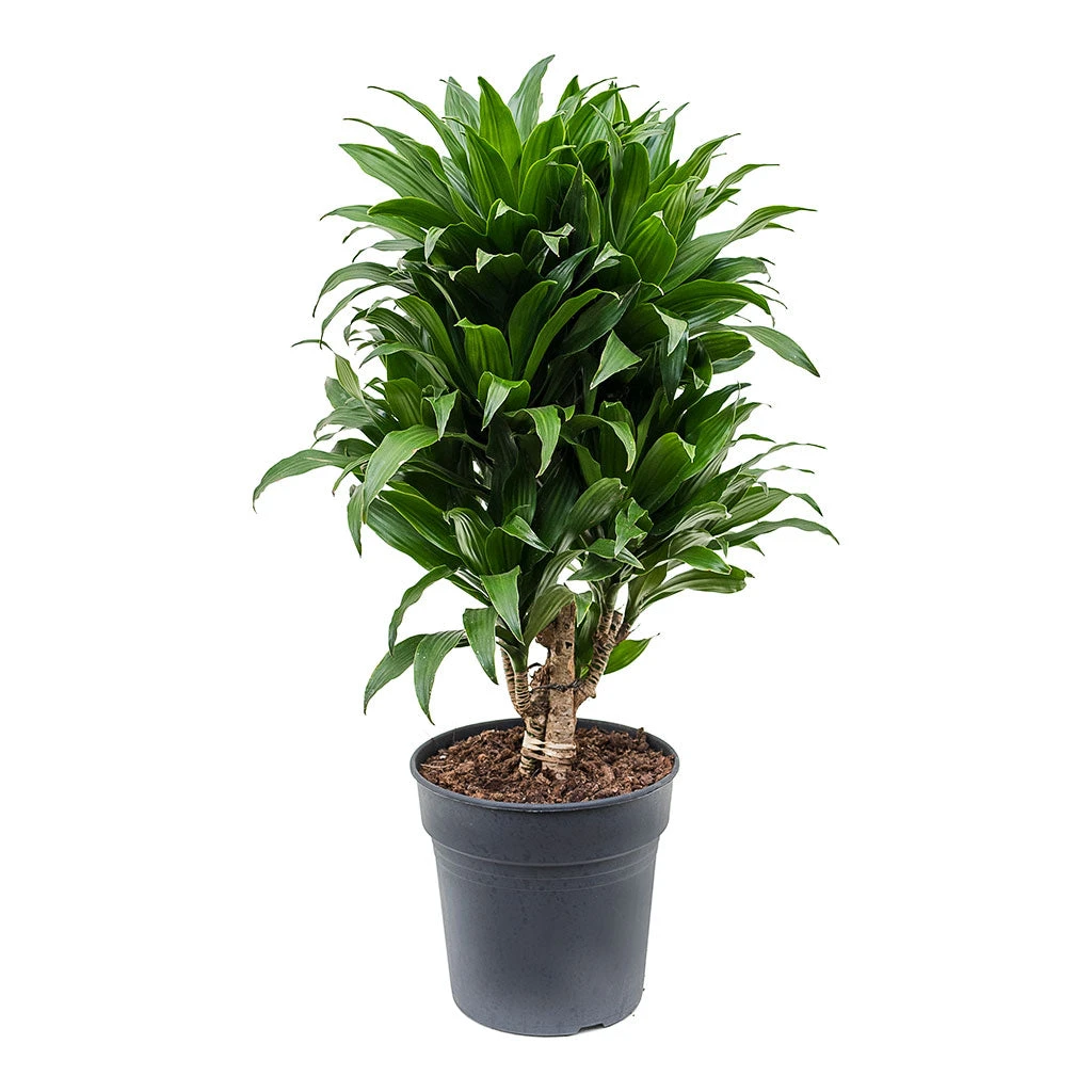 Dracaena Fragrans Compacta - Branched - Image 8