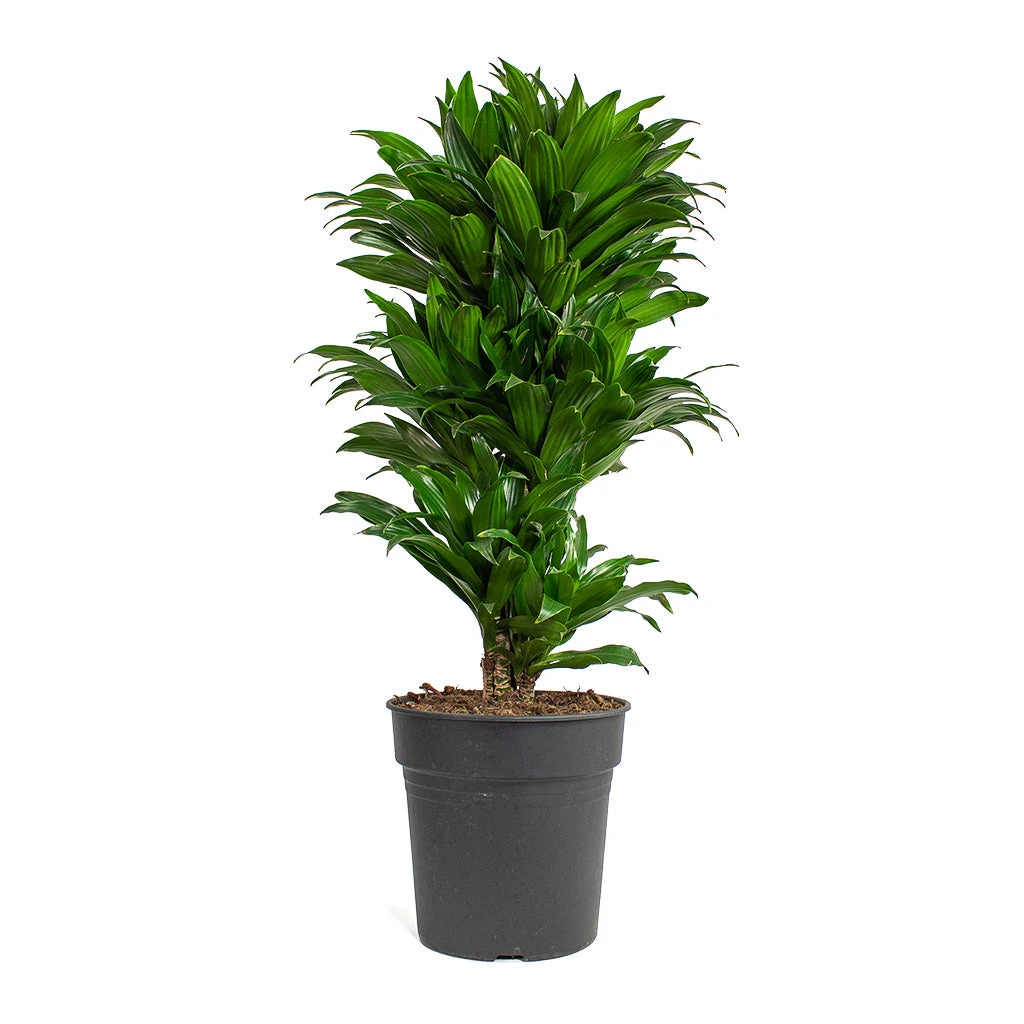 Dracaena Fragrans Compacta - Branched - Image 10