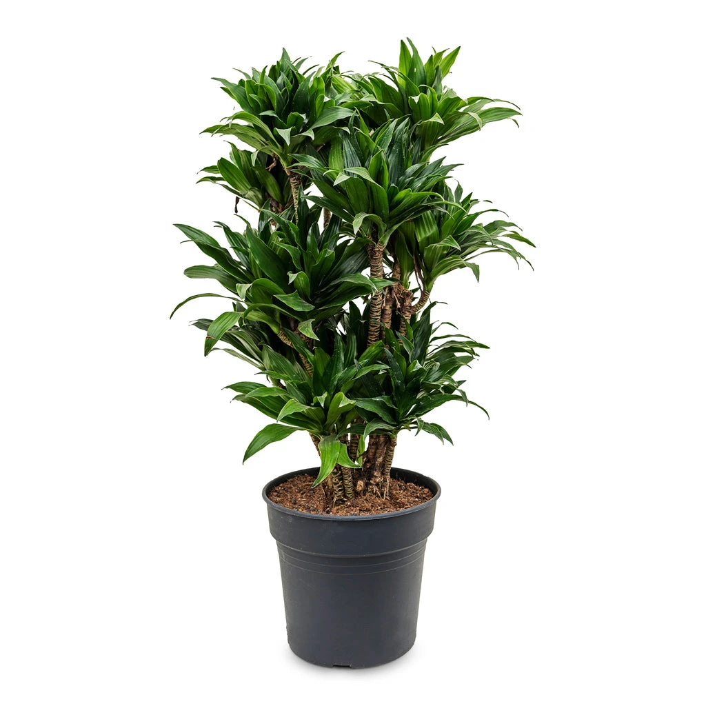 Dracaena Fragrans Compacta - Branched - Image 12