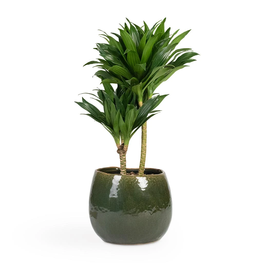 Dracaena Fragrans Compacta - Multi Stem - Image 7