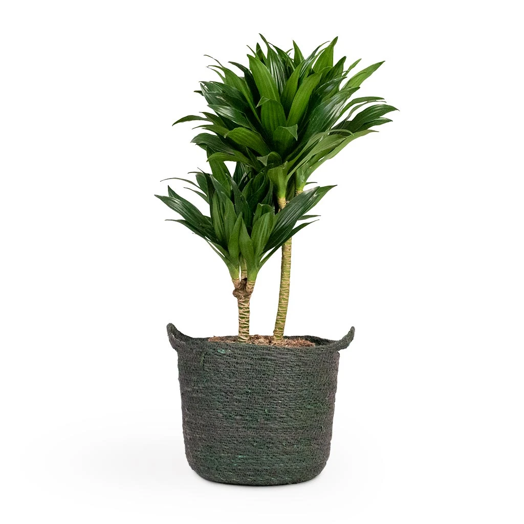 Dracaena Fragrans Compacta - Multi Stem - Image 9