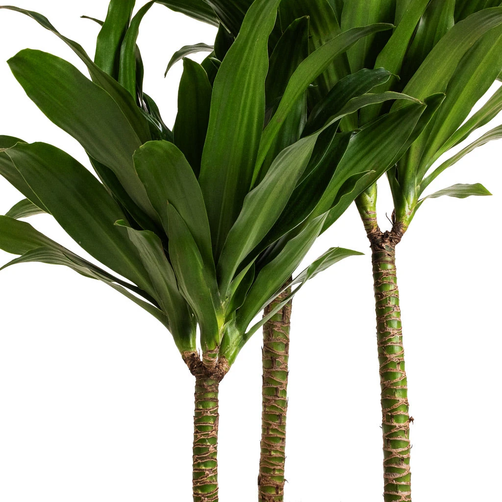 Dracaena Fragrans Compacta - Multi Stem - Image 6