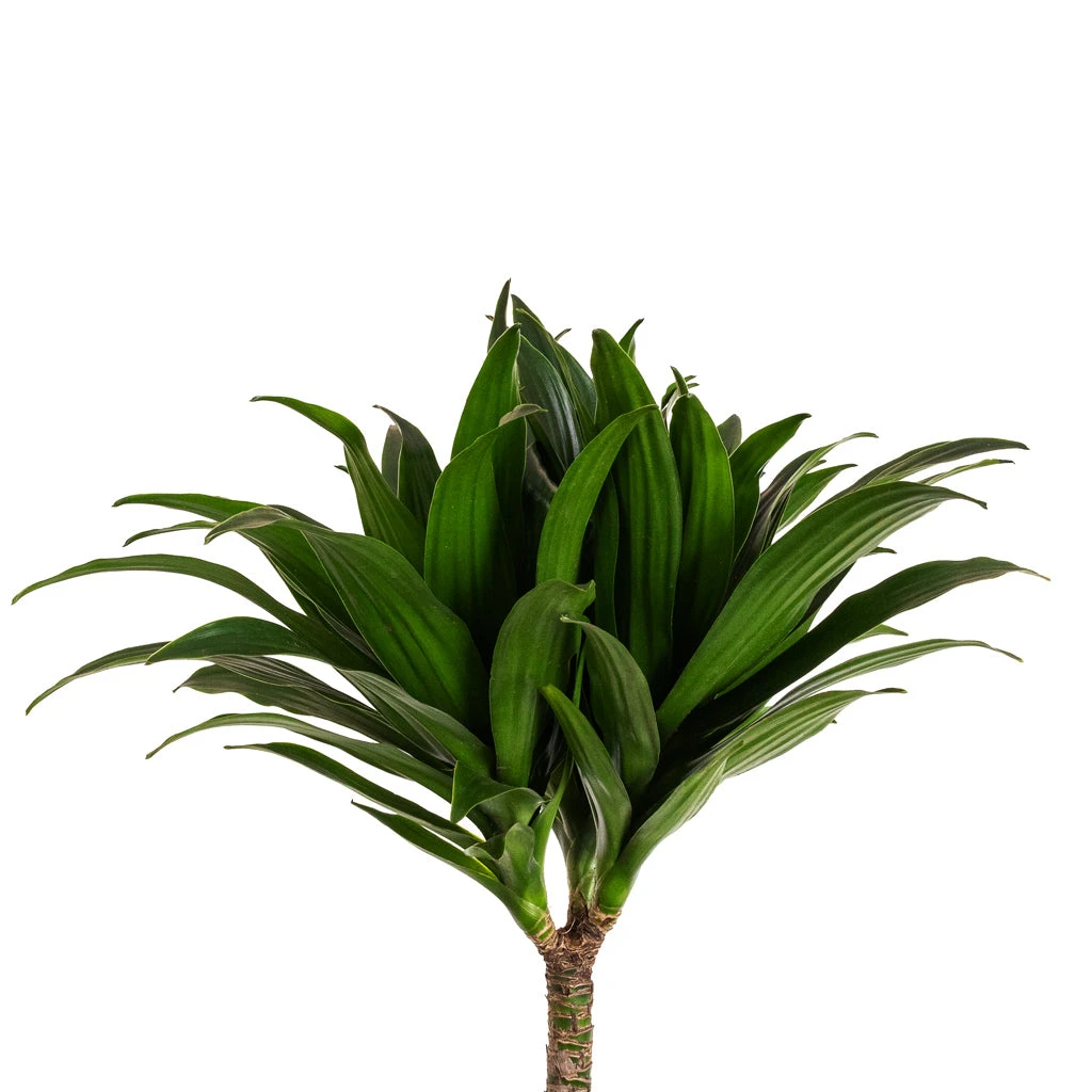 Dracaena Fragrans Compacta - Multi Stem - Image 2