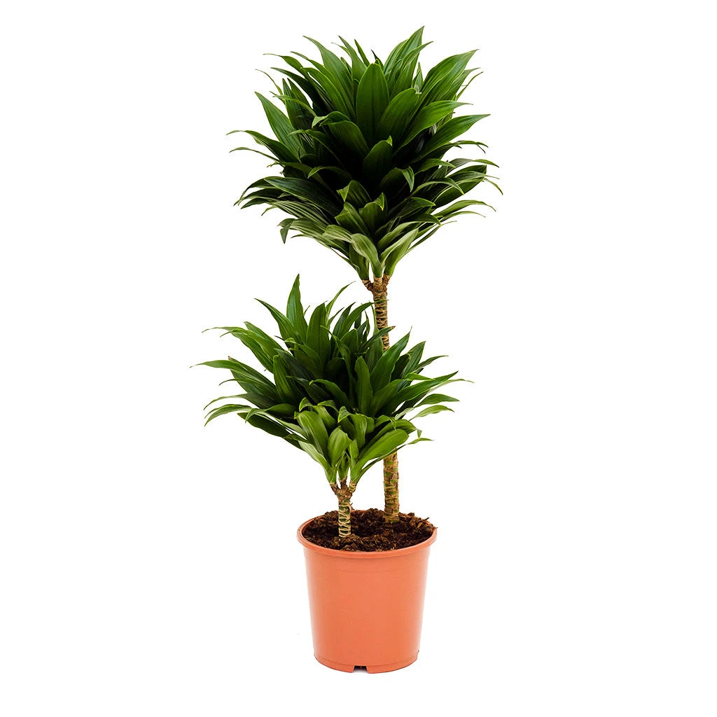 Dracaena Fragrans Compacta - Multi Stem - Image 3