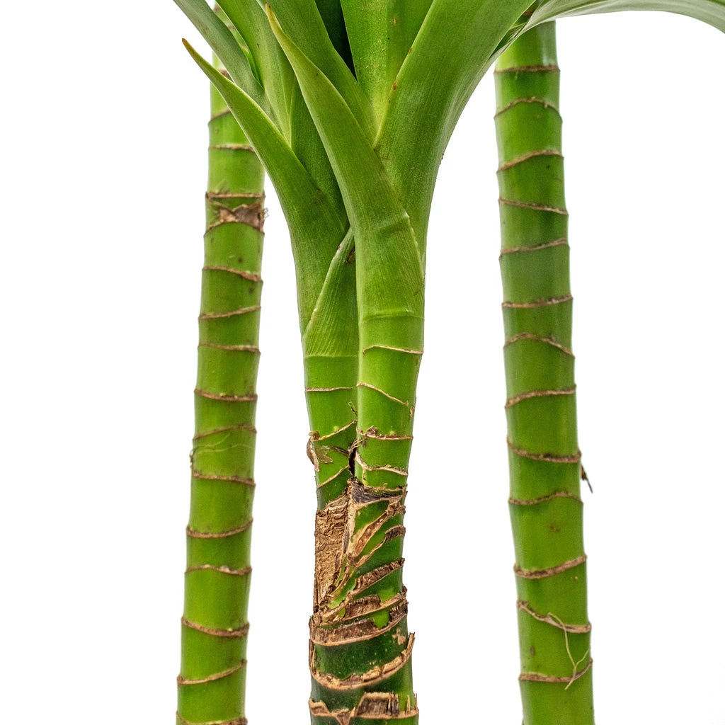 Dracaena Fragrans Janet Craig - Multi Stem - Image 5