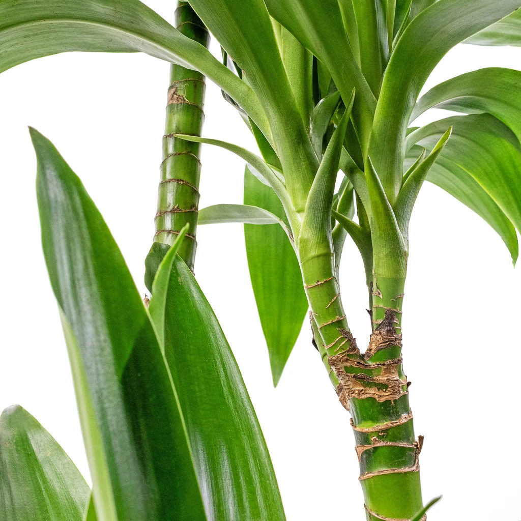 Dracaena Fragrans Janet Craig - Multi Stem - Image 2