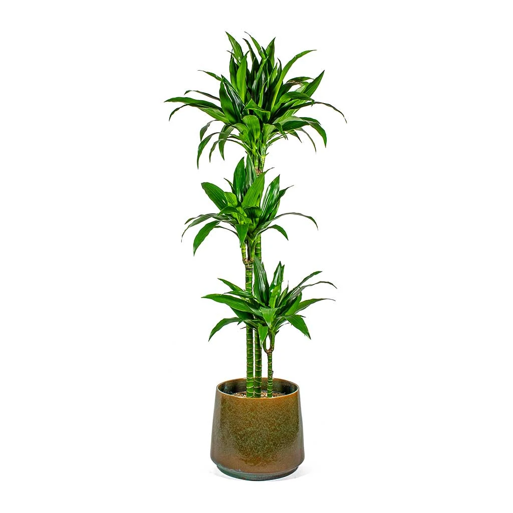 Dracaena Fragrans Janet Craig - Multi Stem - Image 7
