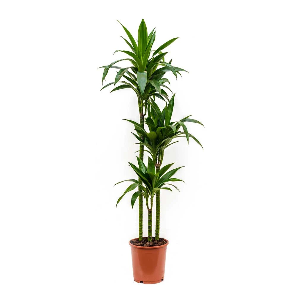 Dracaena Fragrans Janet Craig - Multi Stem - Image 3
