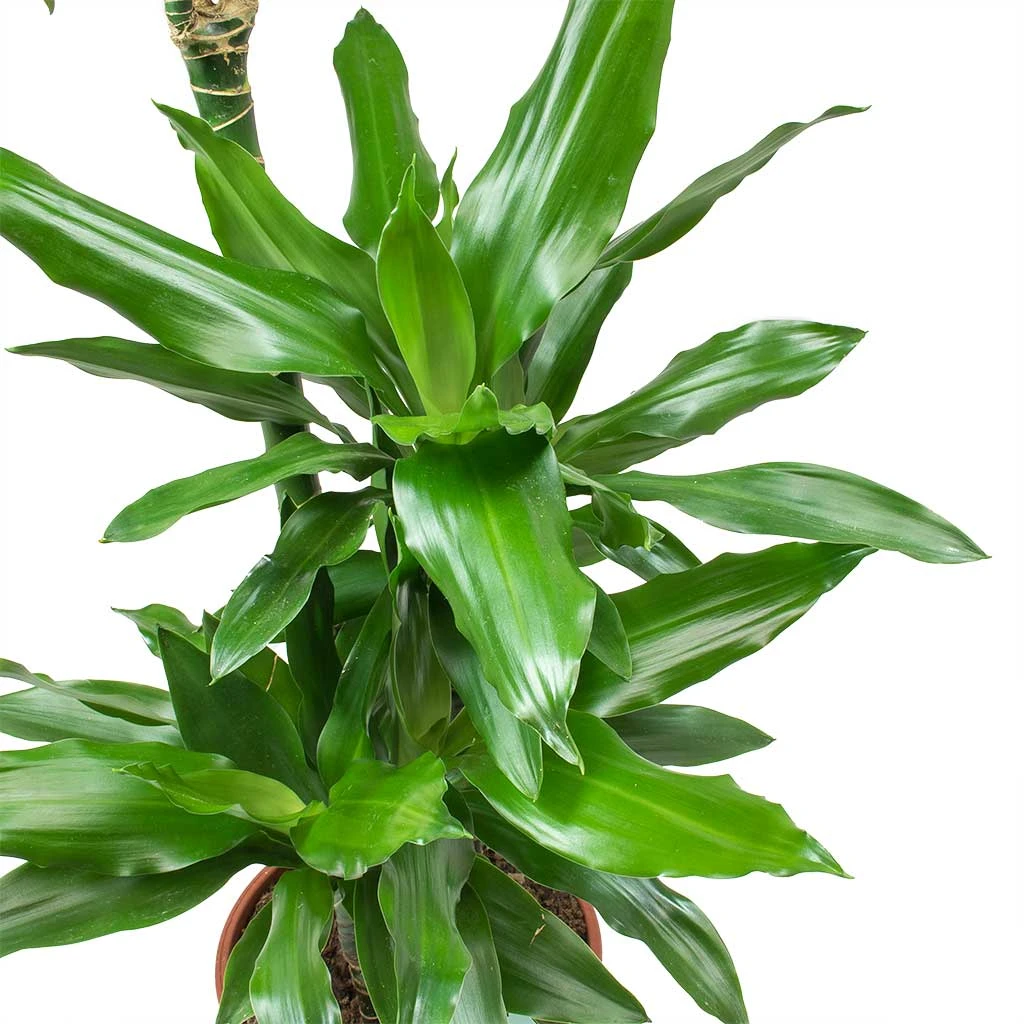 Dracaena Janet Lind - Branched - HydroCare - Image 2