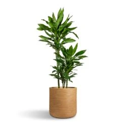 Dracaena Fragrans Janet Lind - Multi Stem