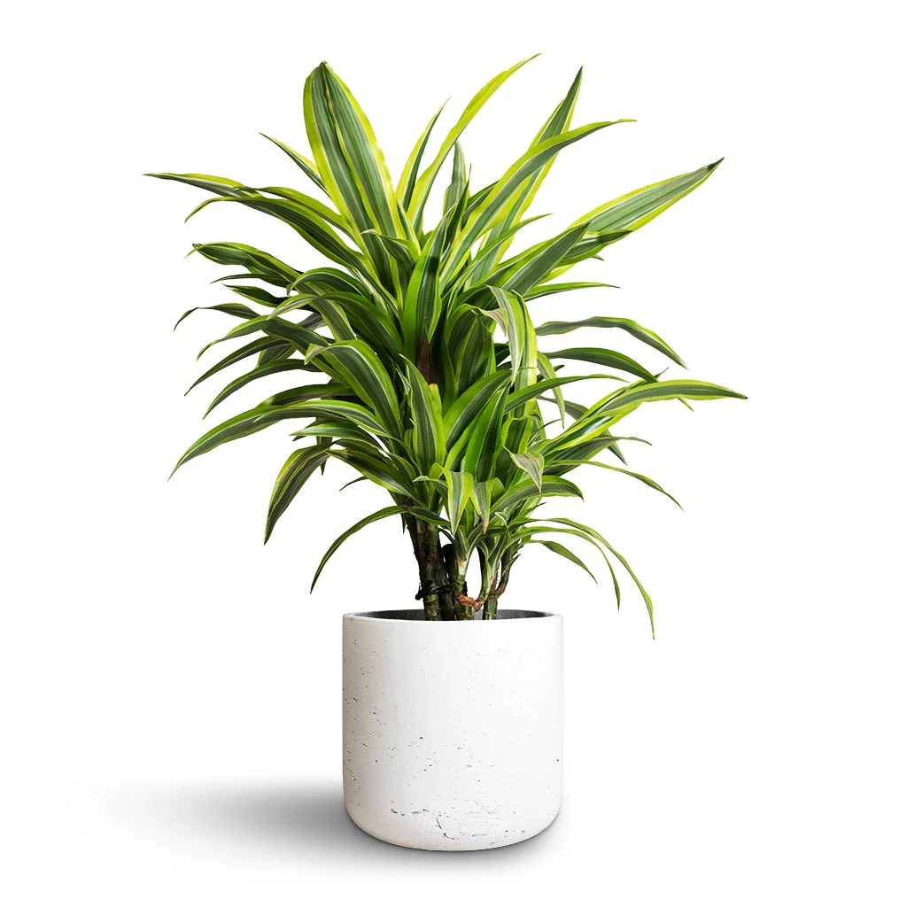 Dracaena Fragrans Lemon Lime - Branched - Image 11