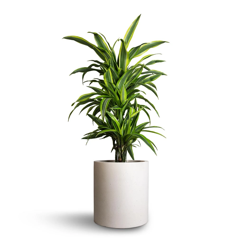 Dracaena Fragrans Lemon Lime - Branched - Image 9
