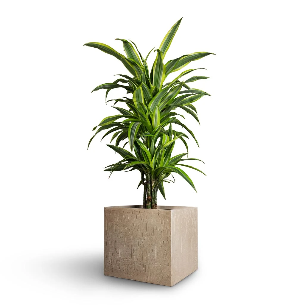 Dracaena Fragrans Lemon Lime - Branched - Image 7