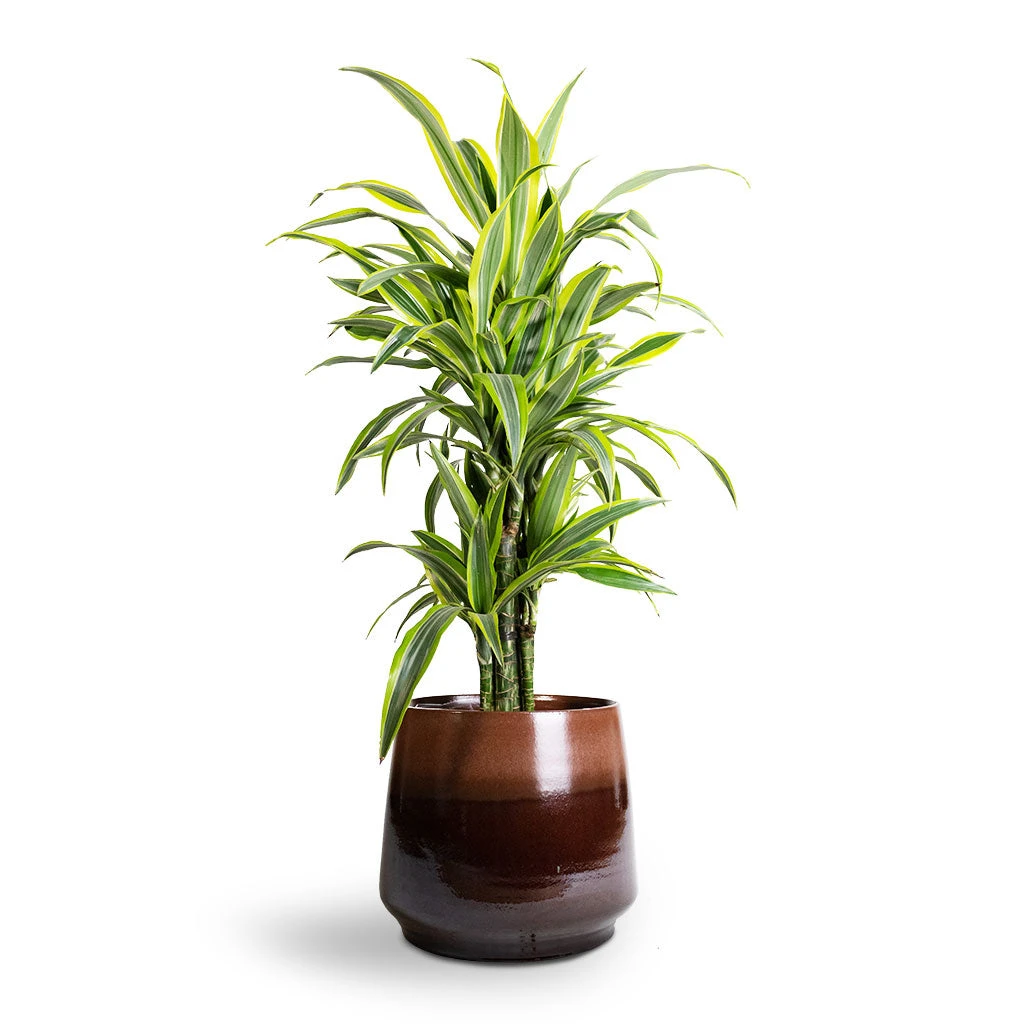 Dracaena Fragrans Lemon Lime - Branched - Image 10