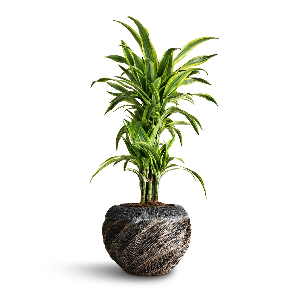 Dracaena Fragrans Lemon Lime - Branched - Image 4