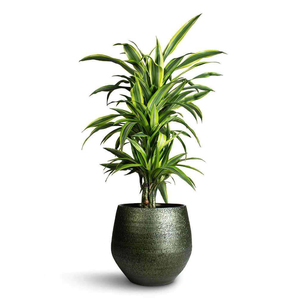 Dracaena Fragrans Lemon Lime - Branched - Image 5