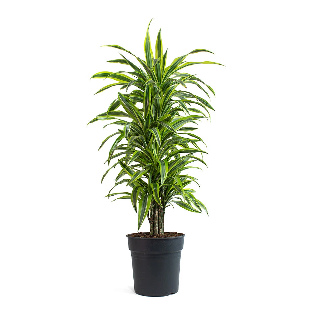 Dracaena Fragrans Lemon Lime - Branched - Image 6