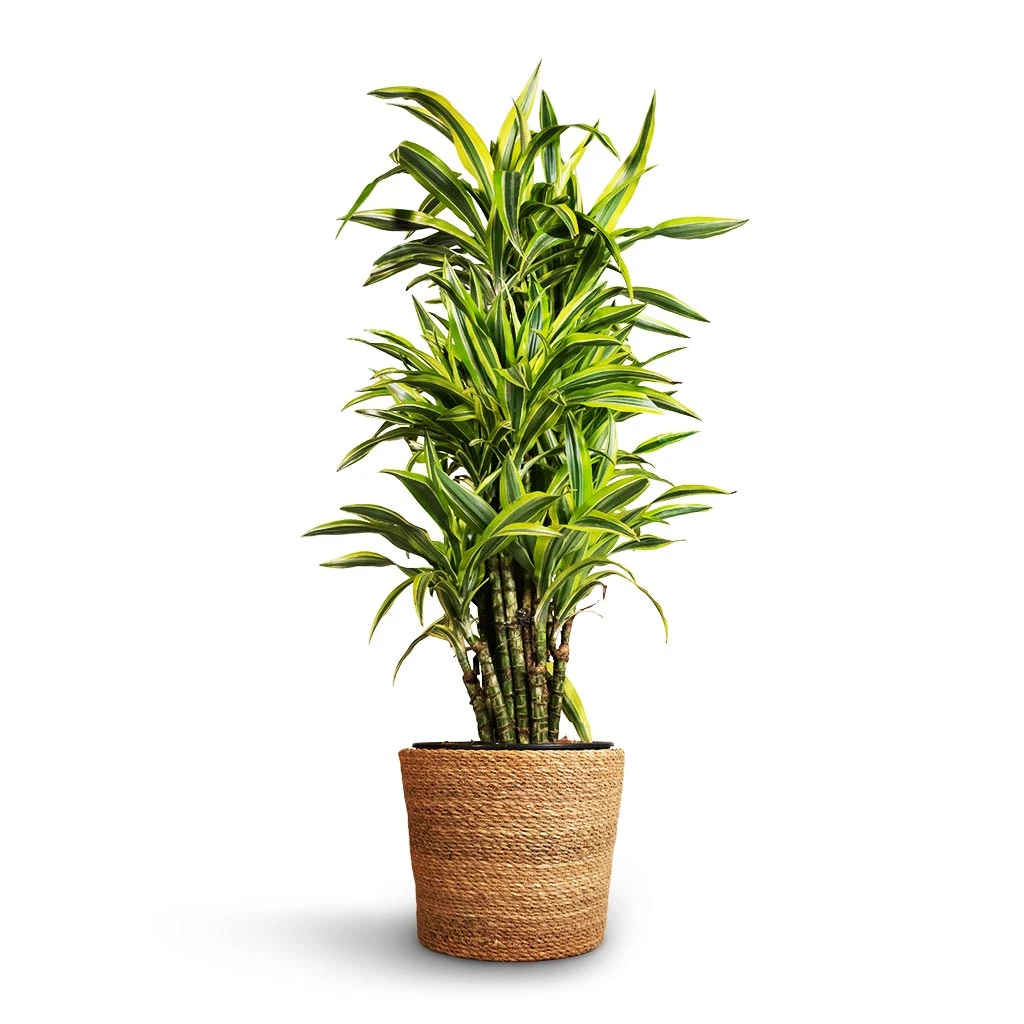 Dracaena Fragrans Lemon Lime - Branched - Image 8