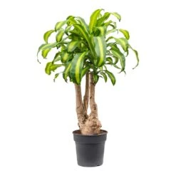 Dracaena Fragrans Massangeana - Branched