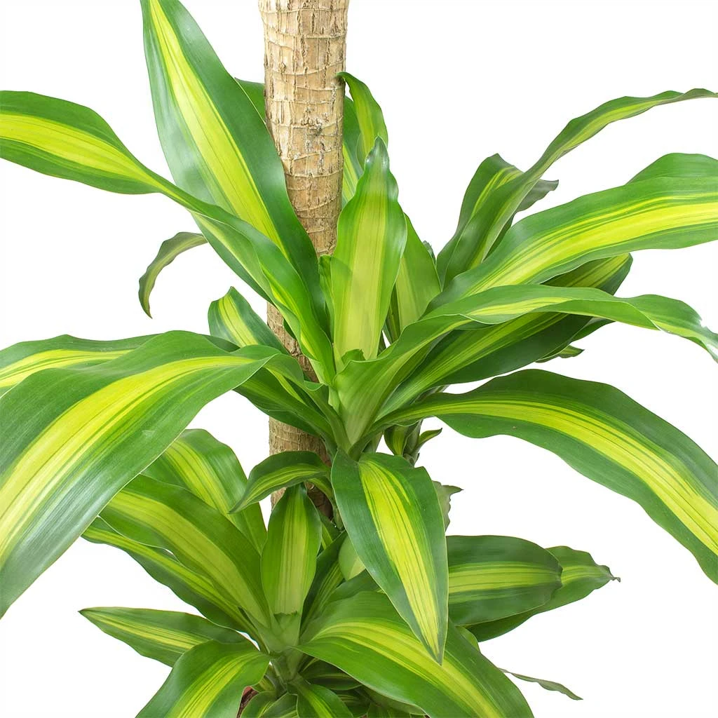 Dracaena Fragrans Massangeana - Multi Stem - Image 2