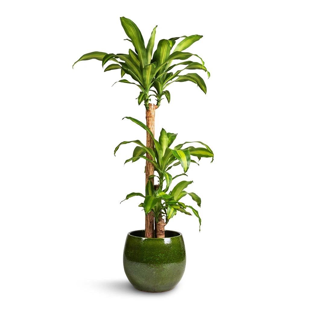 Dracaena Fragrans Massangeana - Multi Stem