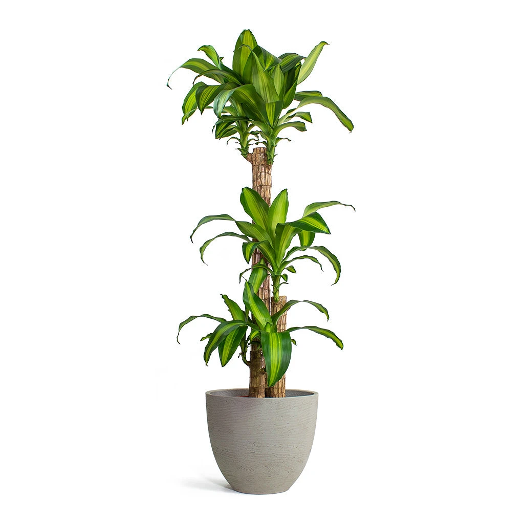 Dracaena Fragrans Massangeana - Multi Stem - Image 3