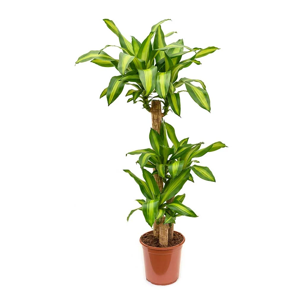 Dracaena Fragrans Massangeana - Multi Stem - Image 4