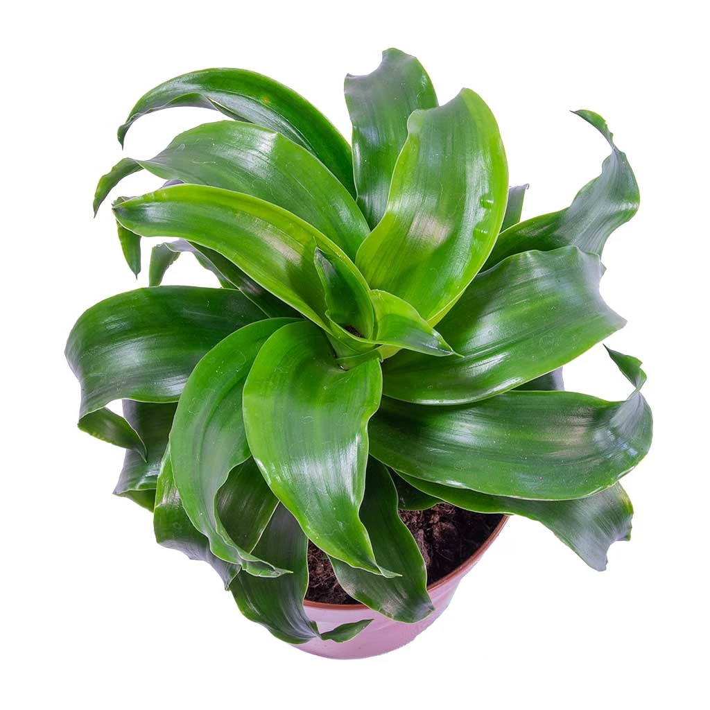Dracaena Fragrans Twister - Head - Image 2