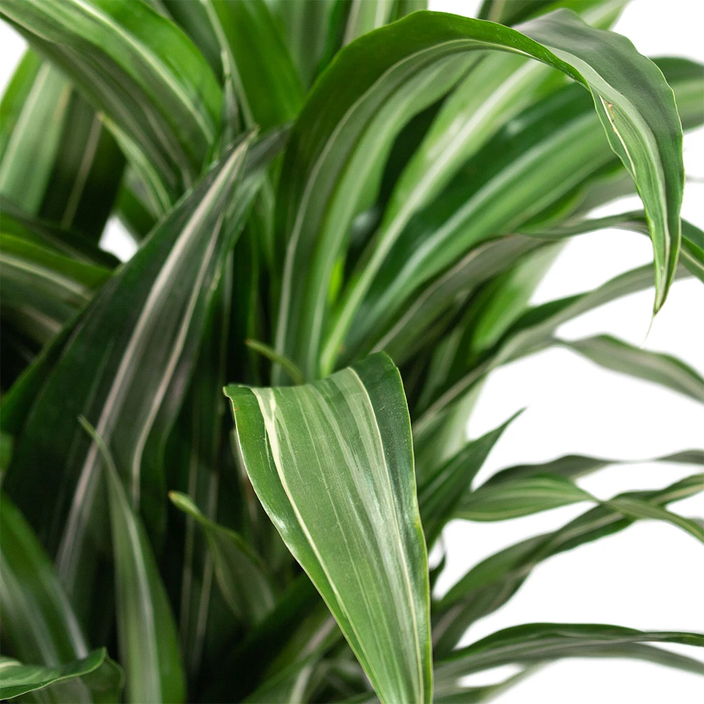 Dracaena Fragrans Ulises - Branched - Image 2