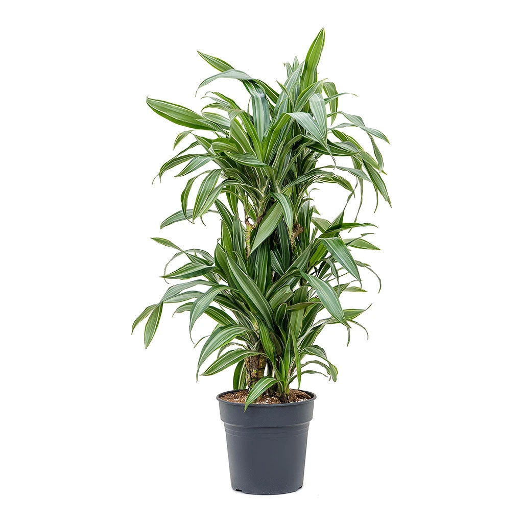 Dracaena Fragrans Ulises - Branched - Image 3