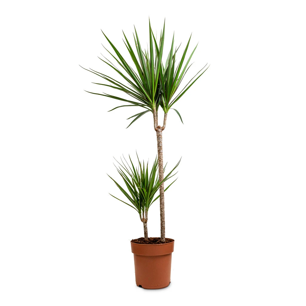 Dracaena Marginata Red Edged - Multi Stem - Image 18