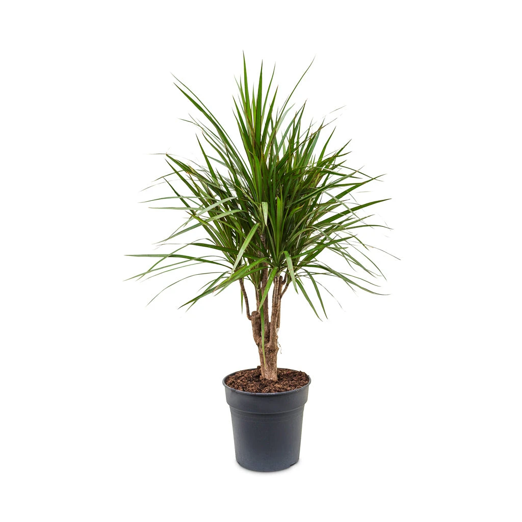 Dracaena Marginata Red Edged - Branched - Image 5