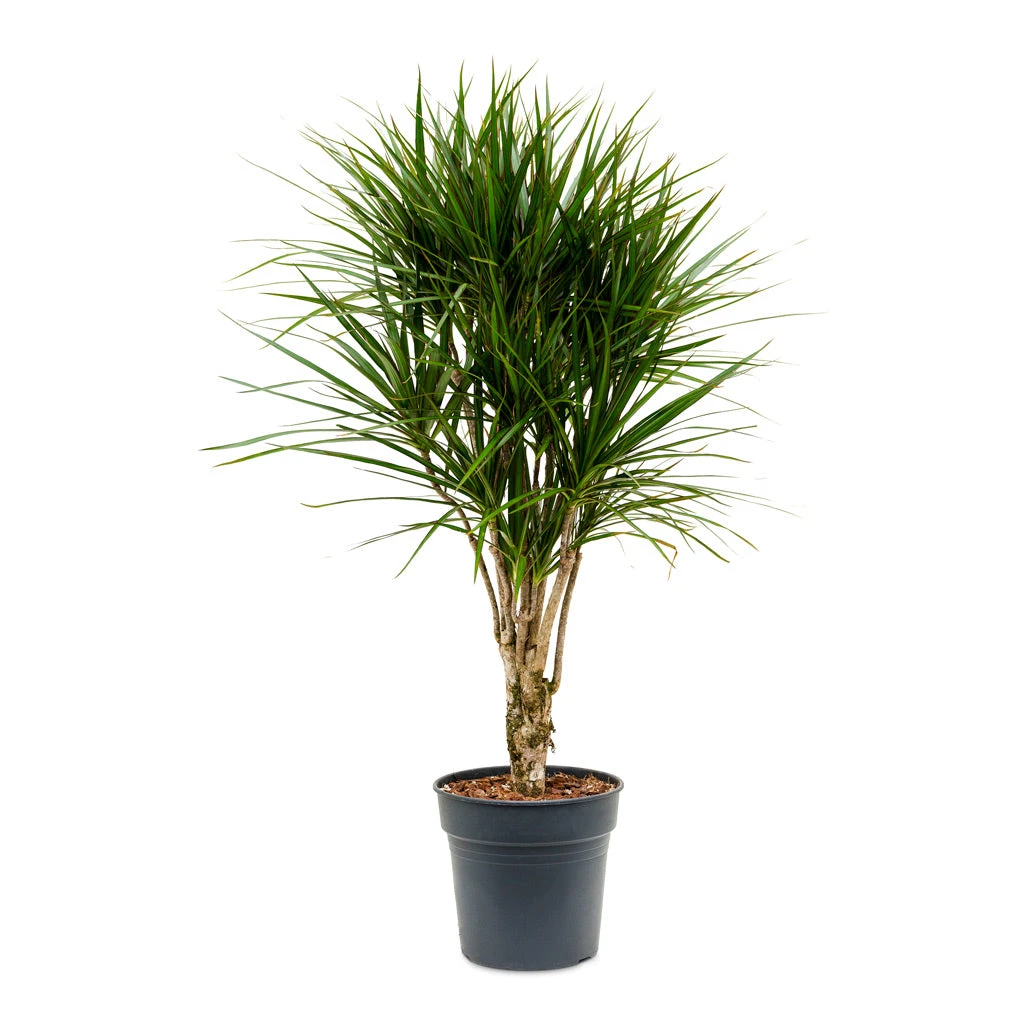 Dracaena Marginata Red Edged - Branched - Image 7
