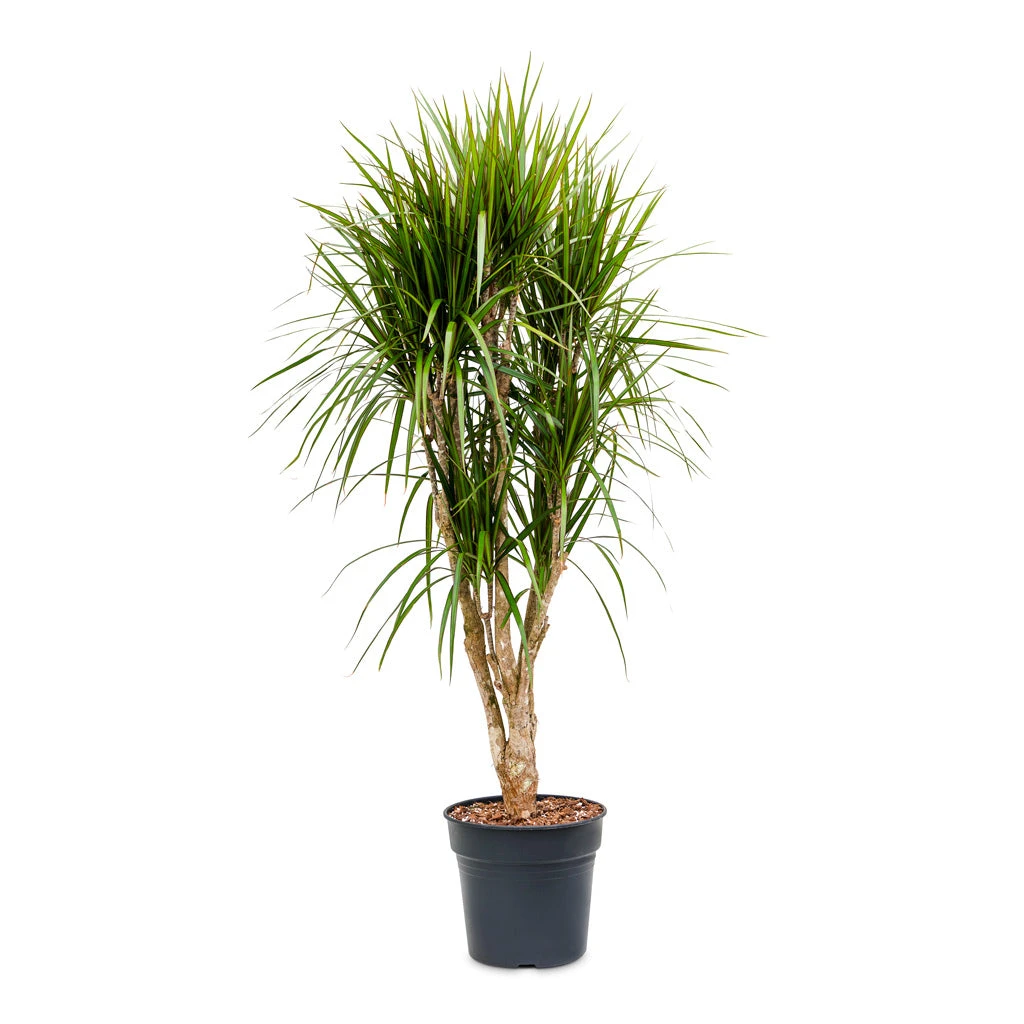 Dracaena Marginata Red Edged - Branched - Image 9