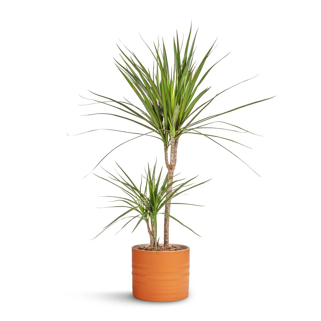 Dracaena Marginata Red Edged - Multi Stem - Image 8