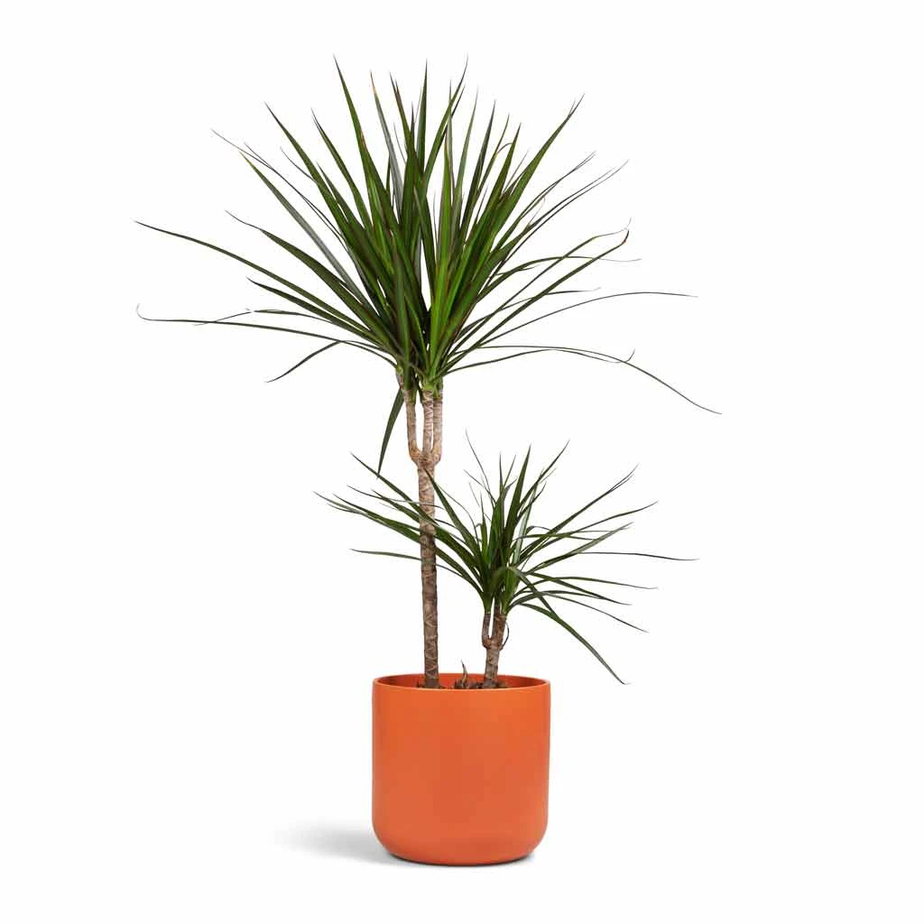 Dracaena Marginata Red Edged - Multi Stem - Image 11