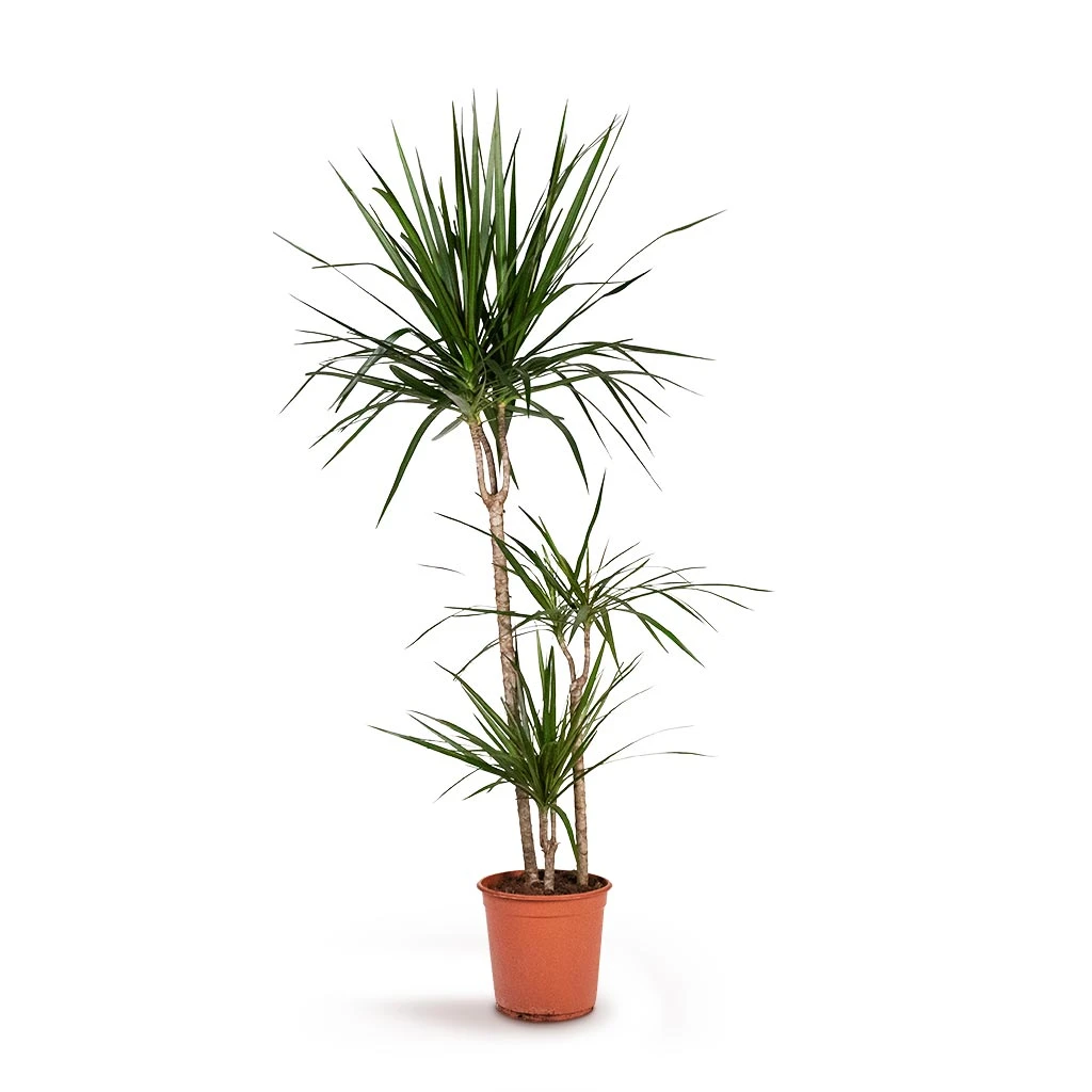 Dracaena Marginata Red Edged - Multi Stem - Image 14