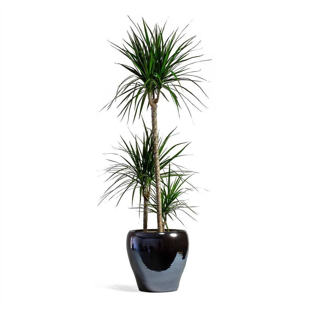 Dracaena Marginata Red Edged - Multi Stem - Image 4