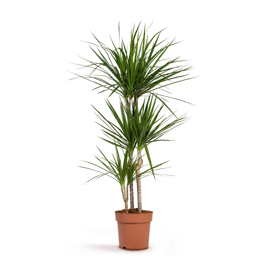 Dracaena Marginata Red Edged - Multi Stem - Image 6
