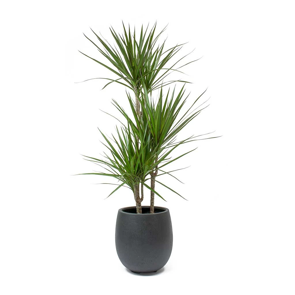 Dracaena Marginata Red Edged - Multi Stem - Image 7