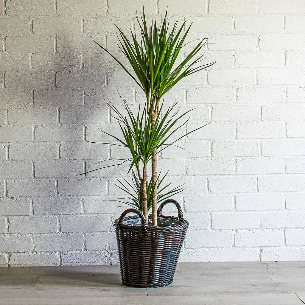 Dracaena Marginata Red Edged - Multi Stem - Image 13