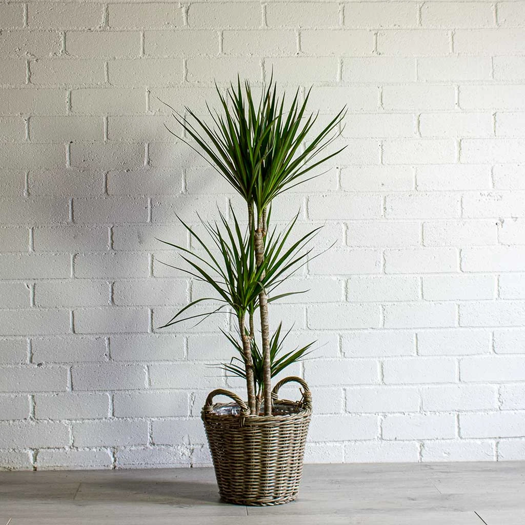 Dracaena Marginata Red Edged - Multi Stem - Image 16