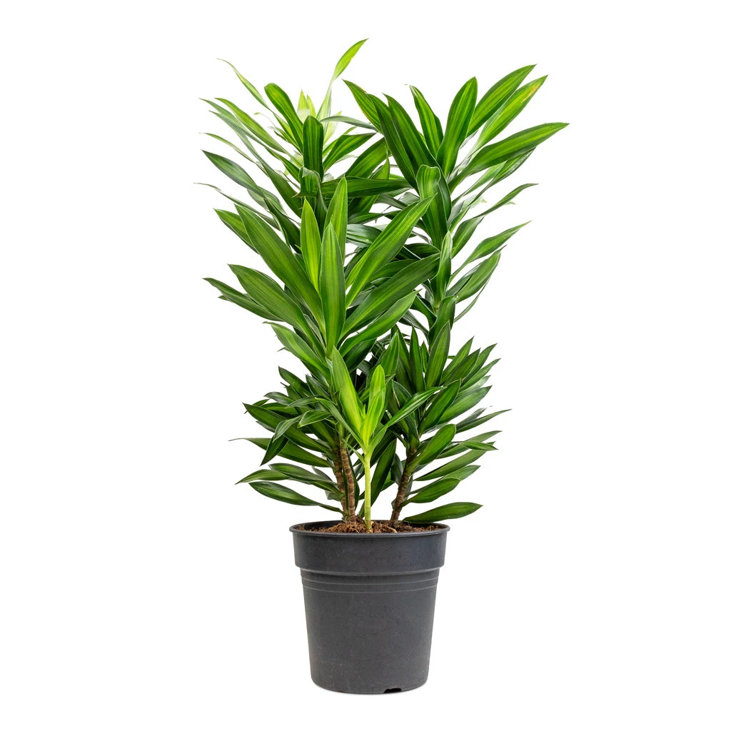Dracaena Reflexa Song Of Jamaica - Image 3