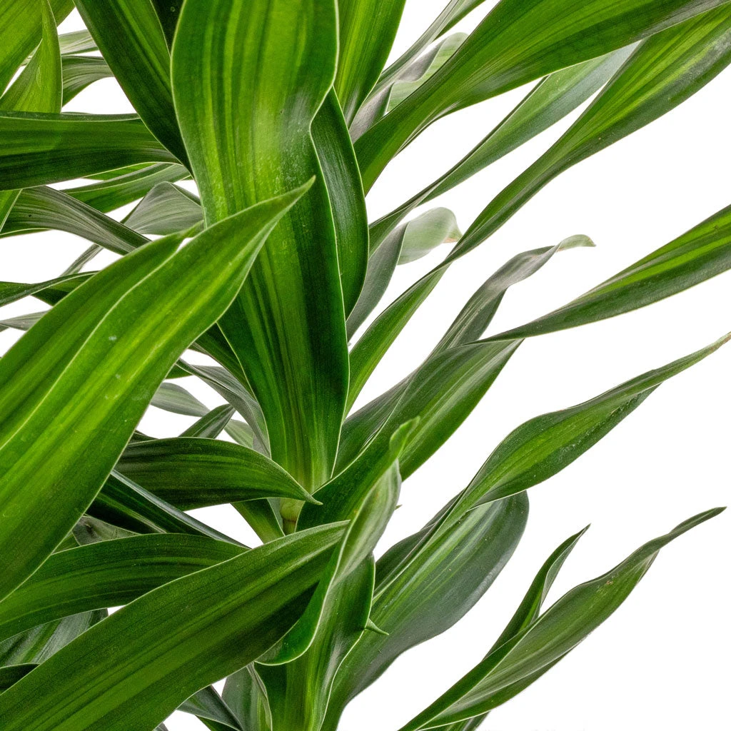Dracaena Reflexa Song Of Jamaica - Image 4