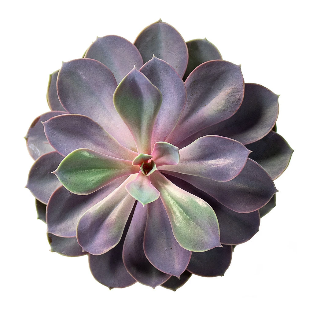 Echeveria Purple Pearl - Image 2
